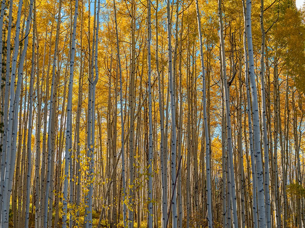 Wall of aspen trees in Beaver Creek-Colorado-USA